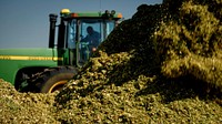 Beginning Farmer Aaron Belcher owns and operates Aaron Belcher Farms LLC in Meltose,NM, where he grows corn for silage.(USDA/FPAC photos by Preston Keres)