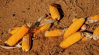 Corn cobs, fresh harvested.