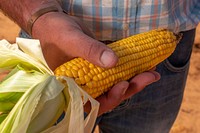 Corn cob, fresh harvested.