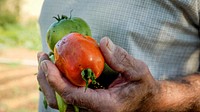 Fresh harvested tomato. 