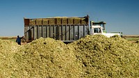 Beginning Farmer Aaron Belcher owns and operates Aaron Belcher Farms LLC in Meltose,NM, where he grows corn for silage.(USDA/FPAC photos by Preston Keres)