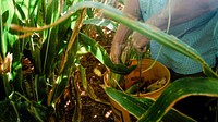 Harvesting organic vegetable.