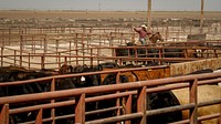 USDA Agricultural Marketing Service Livestock & Poultry Programs Training Coordinator Jodie Pitcock visits Dawn Cattle Feeders in Canyon, Texas.(USDA/FPAC photos by Preston Keres)