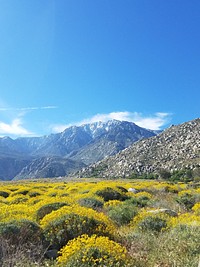 Pacific Crest Trail in the Springtime.