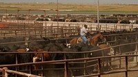 Cattle, farm industry.