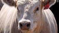 Cow, farm animal portrait. 