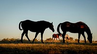 Horses in grassland.