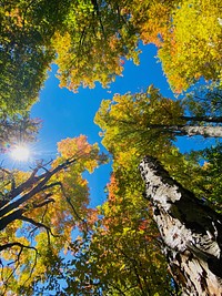 Trees in fall colors.