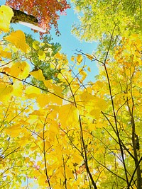 Trees in fall colors on Peaked Mountain in the Adirondack Park, North River, NY, on Oct 2, 2022. Courtesy photo by Emily de Vinck.