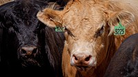 Cattle face, closeup shot.