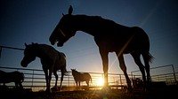 Horses & sunset.