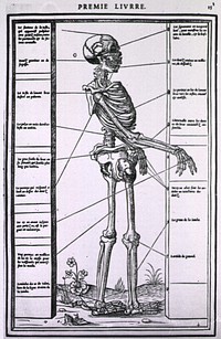 Anatomy of a SkeletonCollection:Images from the History of Medicine (IHM) Author(s):Estienne, Charles, 1504-approximately 1564, author Publication:Paris: Simon de Colines, 1546 Language(s):French Format:Still image Genre(s):Book Illustrations Abstract:Full length, right profile of a human skeleton.  Related Title(s):Is part of: La dissection des parties du corps humain divisee en trois Livres, p. 13.; See related catalog record: 2234048R Extent:1 print Technique:woodcut NLM Unique ID:101436043 NLM Image ID:A016429 Permanent Link:resource.nlm.nih.gov/101436043