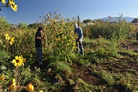 Volunteer Garden Workers from SouthWest Organizing Project at the Ilsa and Rey Garduño Agroecology Center PGI 2