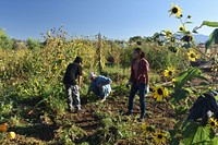 Volunteer Garden Workers from SouthWest Organizing Project at the Ilsa and Rey Garduño Agroecology Center PGI 4