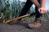 Farmer digging plant.