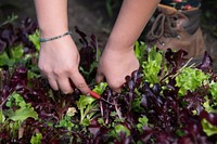 Harvesting organic vegetables.