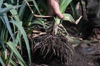 Harvesting organic vegetables.