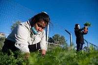 Market Garden youth interns tend to small-crop production at the Rivoli Bluffs Farm in St-Paul, Minnesota, Sept. 28, 2022. Since 1997, Urban Roots has provided paid internships to youth on the East Side of Saint Paul. Youth interns develop leadership, entrepreneurial, and life skills through their Market Garden, Conservation, and Cook Fresh Programs. Each year, 75 youth interns, ages 14-24, participate in their progressive, tiered programming, connecting to one another and to the world around them. Urban Roots promote entrepreneurship by teaching youth interns to manage gardens and crops for distribution to community supported agriculture (CSA) shares, Farmers Market, Roots for the Home Team, hunger relief efforts, youth families, restaurants and small-batch food preservation for seasonal sales. Program participants are also involved in creating sales and marketing materials for the Farmer’s Market and other retail outlets. (USDA photo by Christophe Paul)  