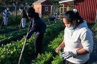 Market Garden youth interns tend to small-crop production at the Rivoli Bluffs Farm in St-Paul, Minnesota, Sept. 28, 2022. Since 1997, Urban Roots has provided paid internships to youth on the East Side of Saint Paul. Youth interns develop leadership, entrepreneurial, and life skills through their Market Garden, Conservation, and Cook Fresh Programs. Each year, 75 youth interns, ages 14-24, participate in their progressive, tiered programming, connecting to one another and to the world around them. Urban Roots promote entrepreneurship by teaching youth interns to manage gardens and crops for distribution to community supported agriculture (CSA) shares, Farmers Market, Roots for the Home Team, hunger relief efforts, youth families, restaurants and small-batch food preservation for seasonal sales. Program participants are also involved in creating sales and marketing materials for the Farmer’s Market and other retail outlets. (USDA photo by Christophe Paul)  