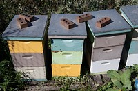 Beehives and bees farm.