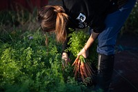 Farmer harvesting carrots.