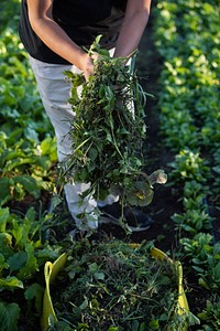 Harvesting organic vegetable.