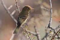 Pacific Slope Flycatcher, wild bird.