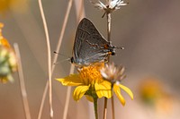 Gray hairstreak (Strymon melinus) nectaring during fall butterfly count NPS Photo/ Carmen Aurrecoechea Alt Text: A predominately gray butterfly with bright orange spots and small protruding hairs at its tail drinks nectar from a bright yellow flower.