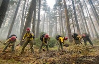 Direct Handline, Mormon Lake IHCHotshot Crew members on the Cedar Creek Fire on the Willamette National Forest. Seen here Mormon Lake Hotshots are constructing direct handline on the East zone of the Cedar Creek Fire. Credit: Ari Lightsey, PIO, AKIMT