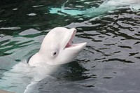 Beluga whale in aquarium. Original public domain image from Flickr