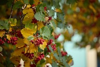 The Swedish whitebeam, Scandosorbus intermedia.