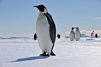 Emperor penguins, Arctic wildlife. Original public domain image from Flickr