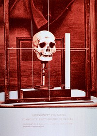 Arrangement for Taking Composite Photographs of Skulls: Photograph No. 2.