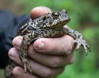 Common toad in human hand.