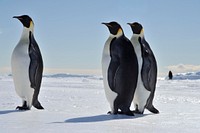 Arctic penguins, wildlife. Original public domain image from Flickr