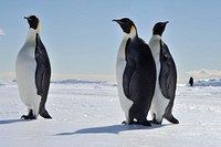 Arctic penguins, wildlife. Original public domain image from Flickr