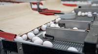 Egg grading facility.