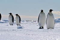 Arctic penguins, wildlife. Original public domain image from Flickr