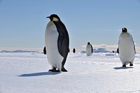 Arctic penguins, wildlife. Original public domain image from Flickr