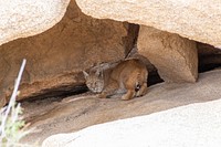 Bobcat (Lynx rufus baileyi).