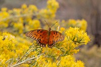 Gulf Fritillary (Dione vanillae), orange butterfly on a yellow flower.