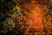 Fall colors of trees.