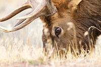 Bull elk face close up.