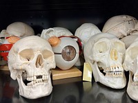 Medical skull model. 