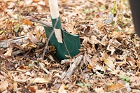 Shovel, gardening tool.