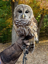 Barred Owl from Woodlands Nature Station. Original public domain image from Flickr