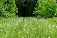 Wild grass field. 