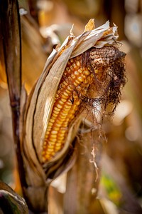 Sad corn crops.