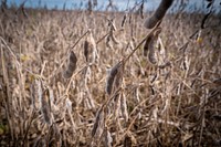 Mike Starkey Soybean HarvestSoybeans grow through corn residue from the previous season on Mike Starkey’s no-till farm in Brownsburg, Indiana Sept. 23, 2022. (NRCS photo by Brandon O’Connor)