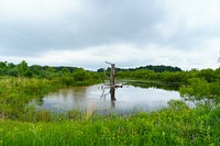 Tom Dykstra purchased this 110-acre wetland reserve easement located in Fremont, Indiana in 2015. The property, pictured June 7, 2022, was originally enrolled in the Wetland Reserve Easement Program through USDA’s Natural Resources Conservation Service in 2010 through an initiative in the Fish Creek Watershed aimed at creating habitat for the endangered copper belly water snake. Dykstra worked with NRCS in 2019 to connect multiple wetlands on the property with tile drains and water control structures to address flooding issues caused by excessive rain. The structures enable him to manually control the water level throughout the property. Dykstra is also working with NRCS to address invasive species on the property. (NRCS photo by Brandon O’Connor)